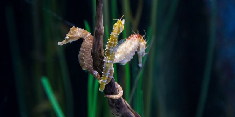 Chats for the Goals: Super Seahorses
