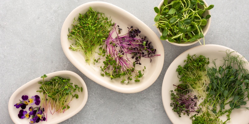 From Tiny Seeds to Tasty Feasts: A Microgreen Growing Workshop