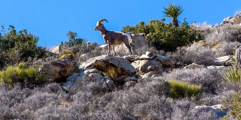 What’s the “Big” Deal? Desert Bighorn Sheep Ecology & Conservation