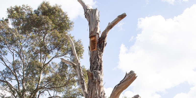 Creating Hollows for Habitat