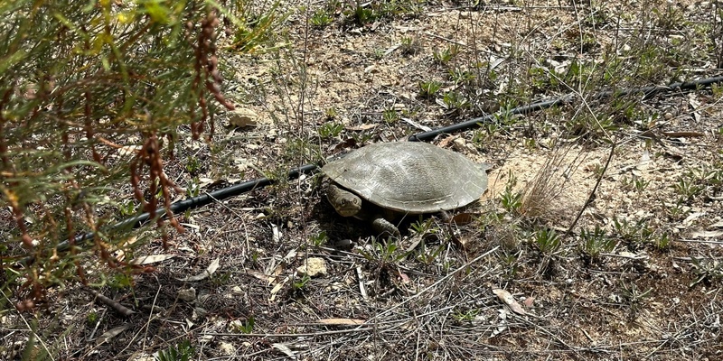 Turtle Nest Survey - Murtho