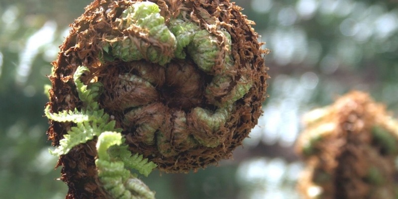 Reconnect & Thrive: Yoga, Meditation & Deep Ecology Retreat, Golden Bay, NZ