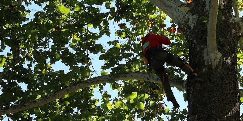2024 Indiana Arborist Association Tree Climbing Championship and FREE Climber Self Rescue Training