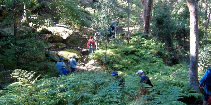 Wildflower Walk in the Wolli Creek Regional Park | Humanitix