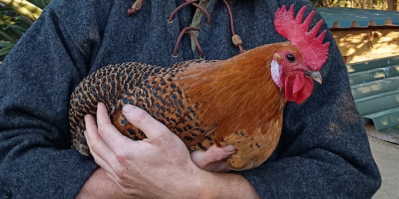 Permaculture Chooks with Oliver Liddell