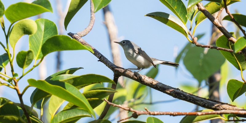 Bird Walk at the Bailey Homestead