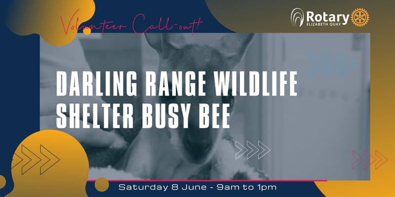 Darling Range Wildlife Shelter Busy Bee