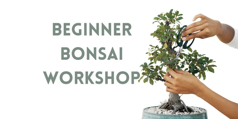 Beginner Bonsai