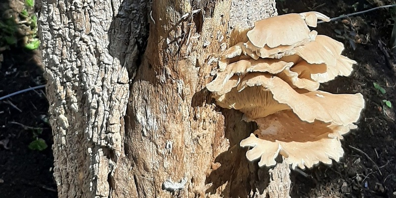 Ask a Mycologist: Growing Edible Mushrooms on Logs