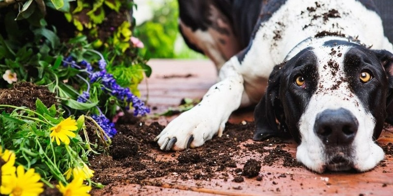 Pet-friendly Gardening