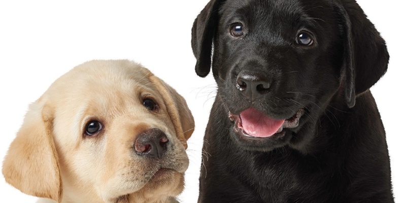 Guide Dogs Victoria - Explore Puppy Raising Presentation - Saturday 30th Nov, 2024