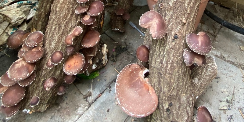 Shiitake mushroom workshop at Mirboo