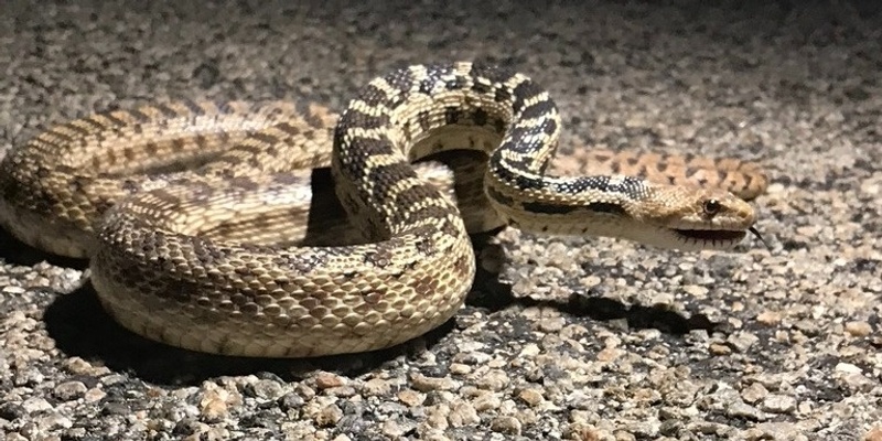 Snakes of Joshua Tree National Park