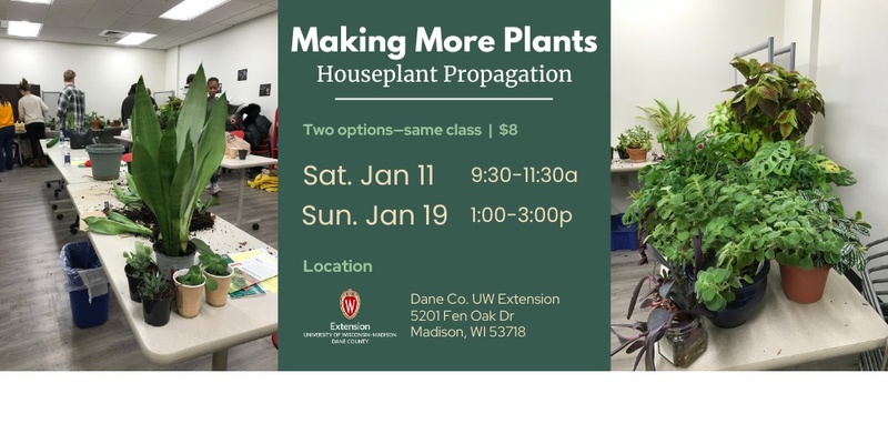 Making More Plants: Houseplant Propagation