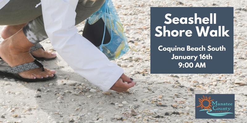 Seashell Shore Walk - January 2025