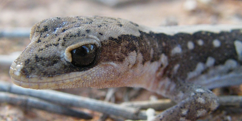 Reptiles Close Up