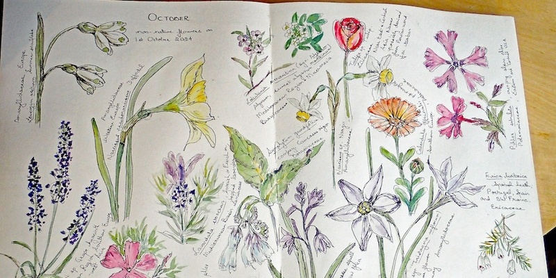 Observational Drawing, Sketching with Pen and Watercolour with Dr Tanya Scharaschkin