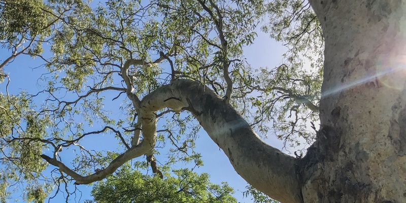 Discover the trees of Hazelwood Park