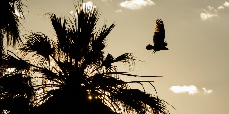 Birds and Other Wonders of the Salton Sea