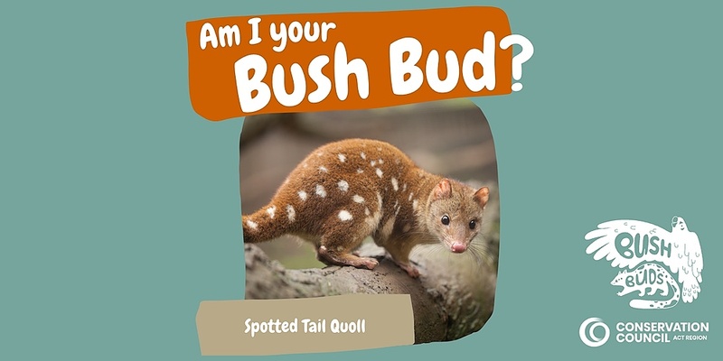 Bush Buds: Spotted Tail Quoll