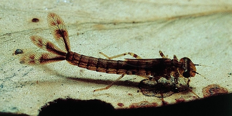 The Waterbugs of Gardiners Creek / KooyongKoot