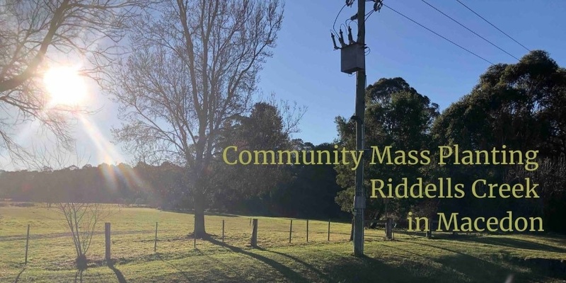 Mass planting on Riddells Creek in Macedon