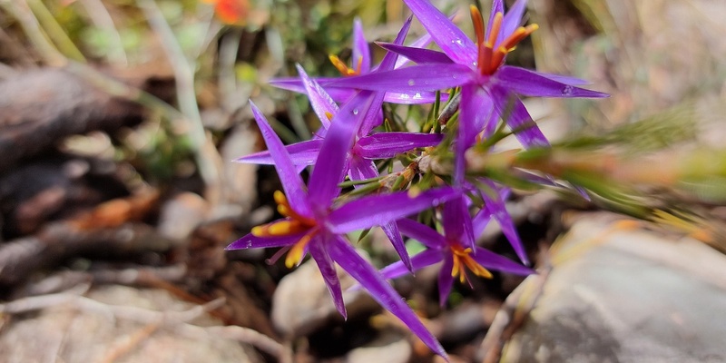 Wonderful Spring Wildflowers and a Lovely Little Piccaninny - Grade 2/3 (Easy)