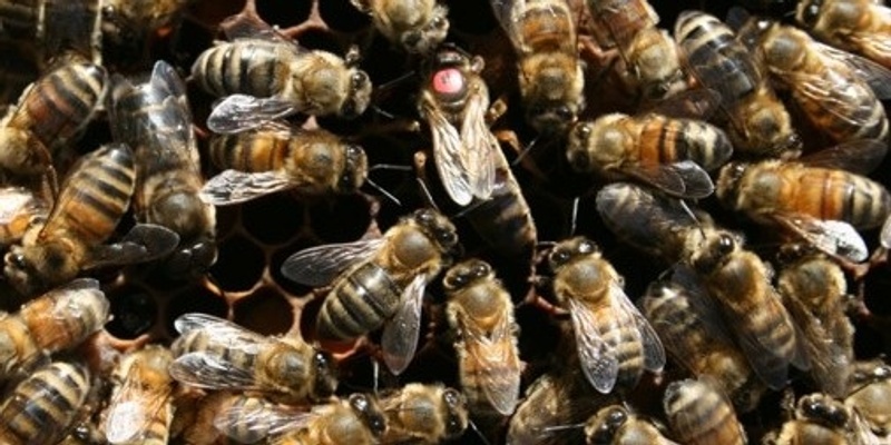 Queen rearing course