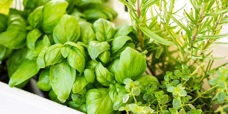 Wicking Beds in Small Spaces