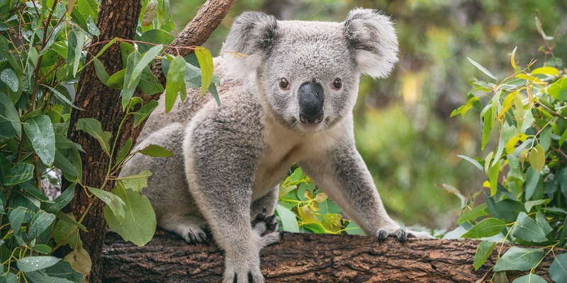 Koala Workshop - Scats, Scratches and Screams: the science, technologies, programs, and people helping to find and protect koalas