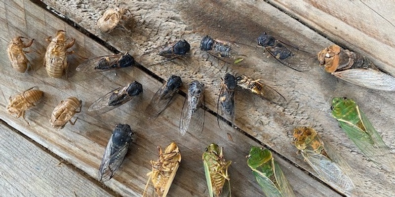 CICADAS The Sound of  Summer