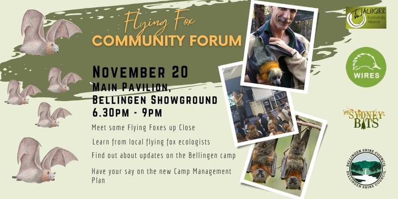 Bellingen Flying Fox Community Forum