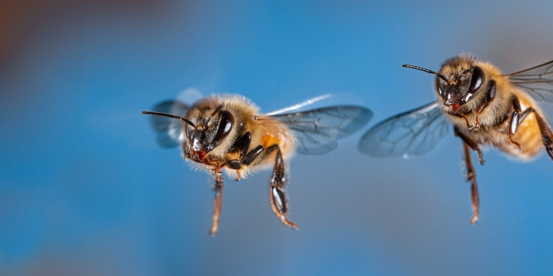 Discover Bees through Photography