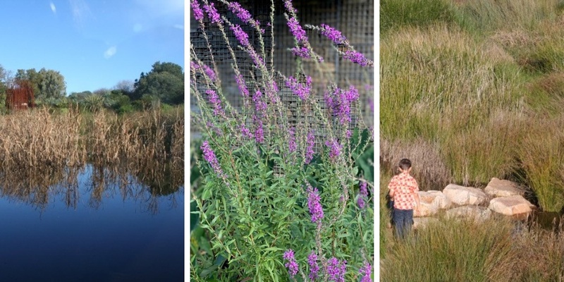 Constructed wetland maintenance - training | 1 August 2024