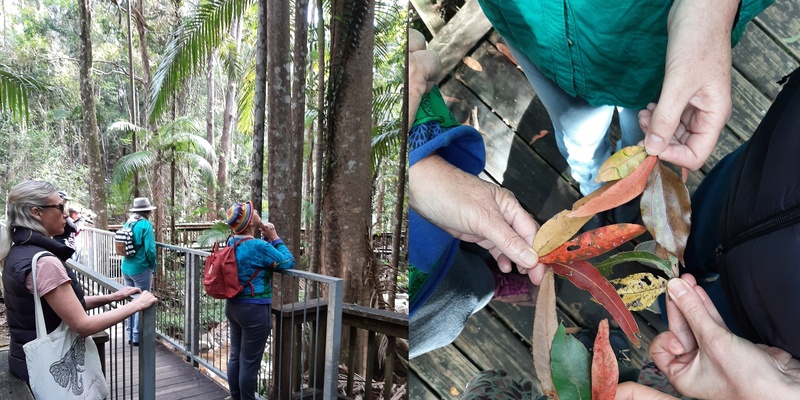 Private group Nature Connection session at Buderim Forest Park