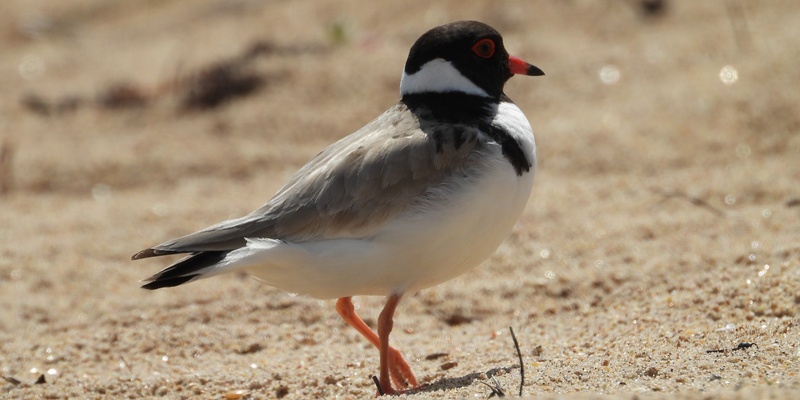 Summer Holiday Program                                 Hooded Plovers