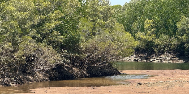 Mangrove Celebration 2024: Lower Rapid Creek 50 years on