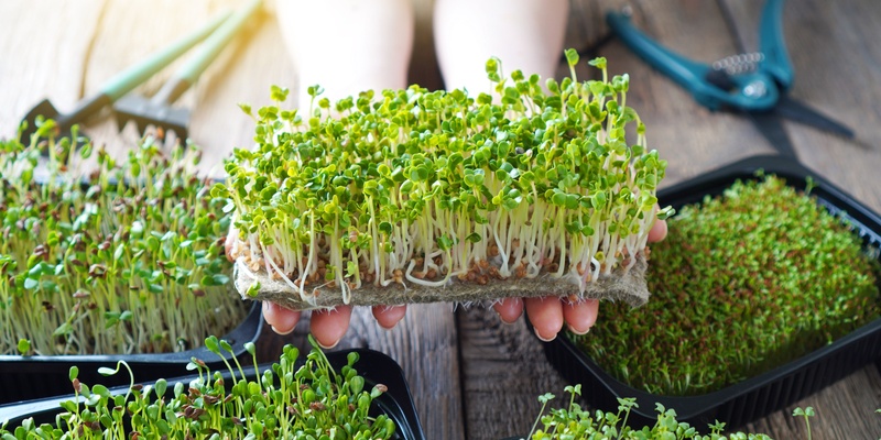 From Tiny Seeds to Tasty Feasts: A Salad Growing Workshop