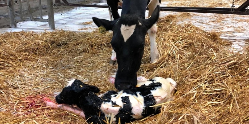 Calving Management Practices and Neonate Care in Dairy Cattle / Practicas de manejo del parto y cuidado del neonato en el ganado lechero