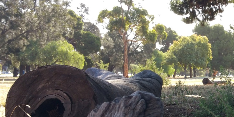 Guided Walk thru SW Park Lands off Anzac Highway