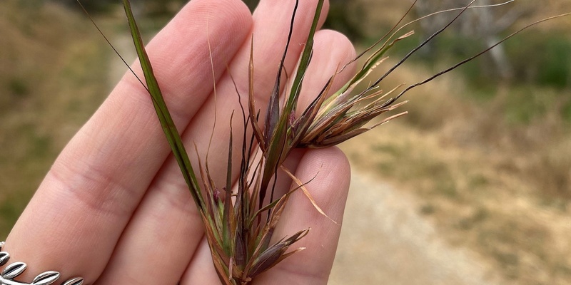 Firewise Native Grass ID Workshop with Seeding Natives