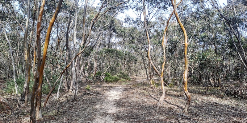 The Mallee in Melton - Grade 3 (Medium)