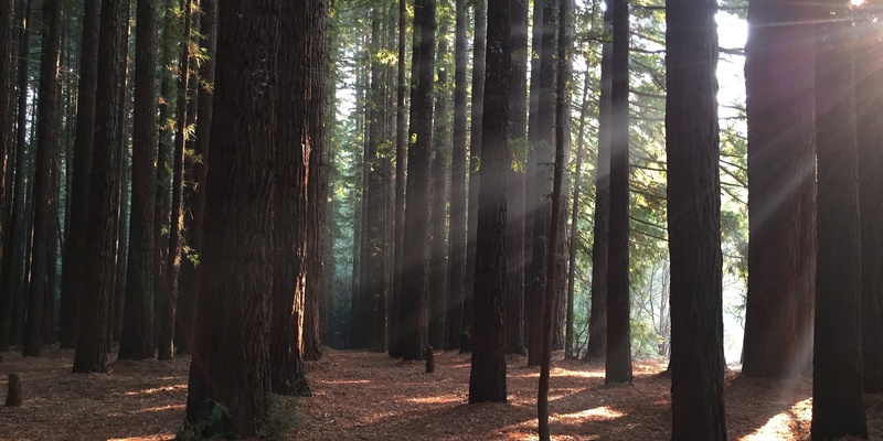 O’Shannassy Aqueduct -Redwood Forest walk - Grade 2 (Easy)