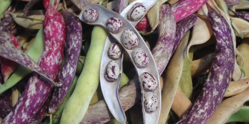 Seed saving