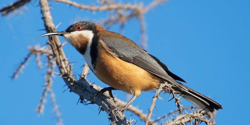 Thomastown East Bird Survey 