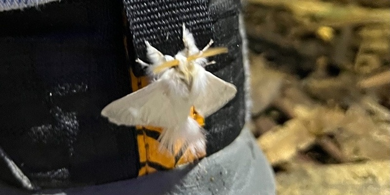 Billabong Bioblitz: Moth Night 