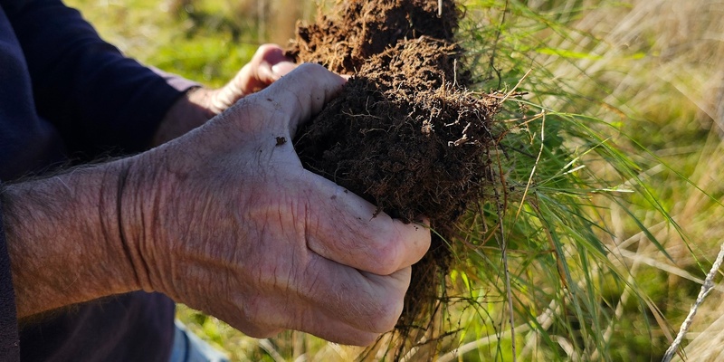 Soil’s Alive - What is the ideal fungi:bacteria ratio?