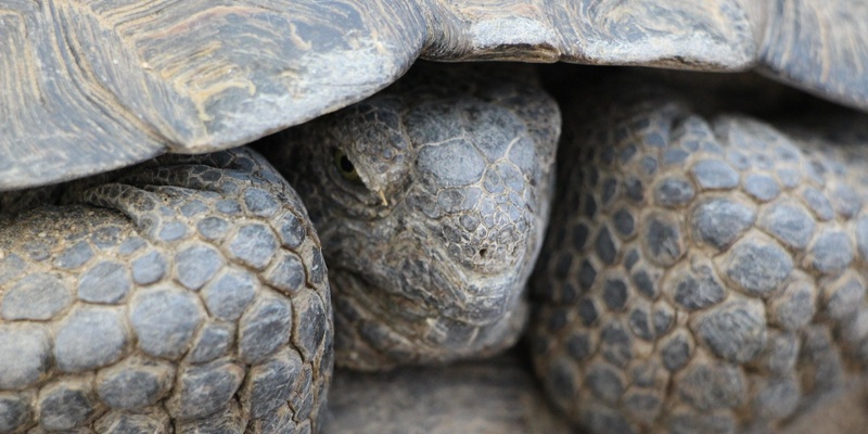 Endangered Dinosaurs: Desert Tortoise Ecology & Conservation