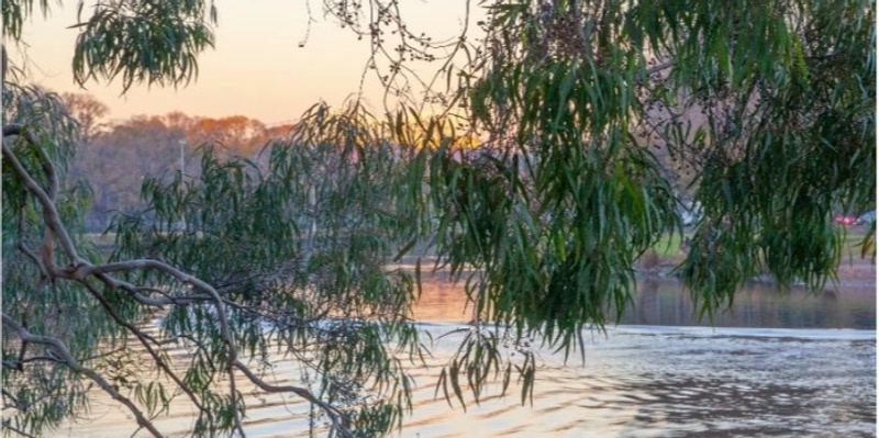 Living World – Inspiring Environmental Stewardship in the City of Yarra