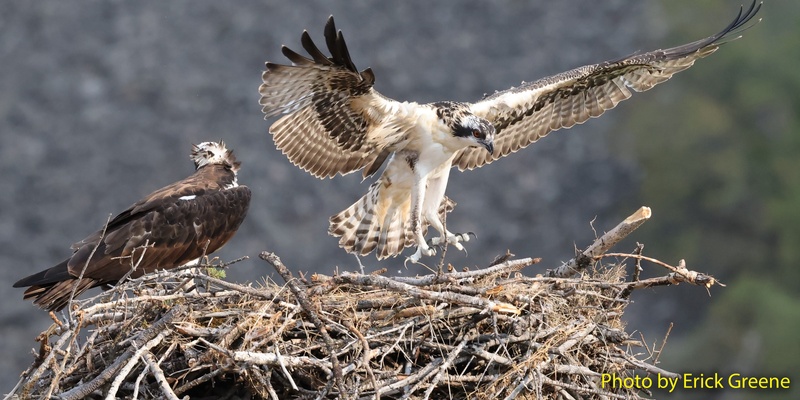 Just Add Water – Ospreys in Western Montana